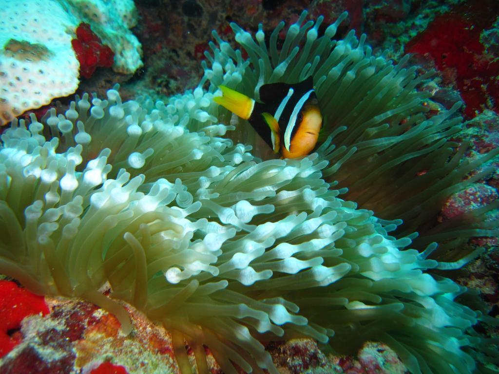 Marinabayvilla-Himandhoo Bagian luar foto