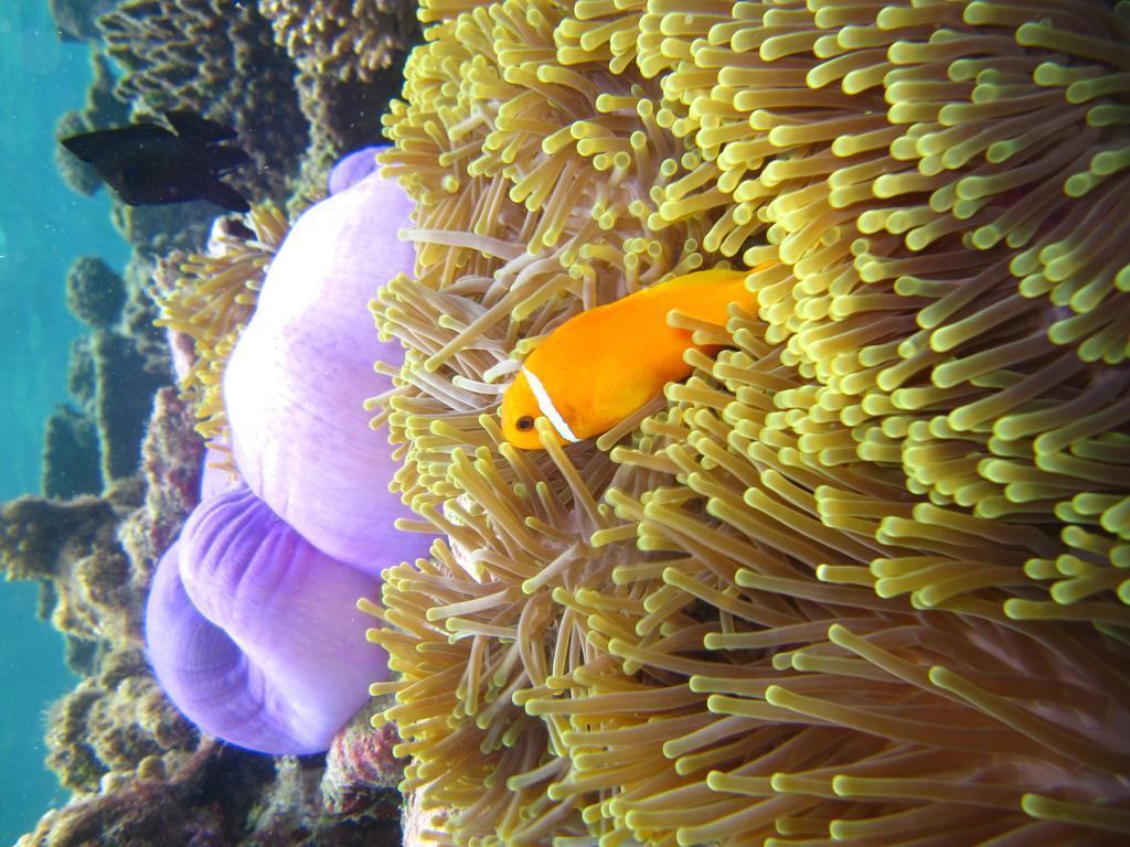 Marinabayvilla-Himandhoo Bagian luar foto